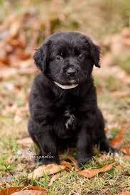 Find the perfect puppy to adopt. Pin On Dogs Available For Adoption Fayette Humane Society