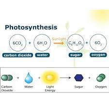 Photosynthesis A Process Used By Plants To Convert Light Energy Into Chemical Energy That Can Later Be Released To Chemical Energy Photosynthesis Light Energy