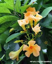 Image result for Marsdenia macrantha