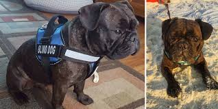 Some designer dog advocates say hybrids moderate exaggerated features and decrease hereditary disorders. Dog Rescue Stories Bowie Was Being Sold By A Puppy Broker Because He Was Blind Positively Woof