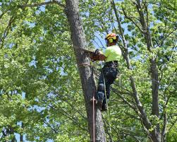Tree services, arborists, tree pruning, tree services, tree removal, tree nurseries and more in albany, ny. Tree Removal Albany Albany Tree Service Delmar Tree Service Delmar Tree Service Saratoga