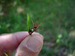 Image result for Scleria induta