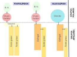 Resultado de imagen para fosfolÃ­pidos