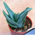 Aloe humilis x needs a name change (couple of issues) by baja_costero. Photo Gallery