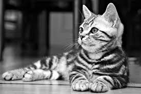 Black And White Tabby Cat Breeds Breeder Of Quality American Shorthair Cats American Shorthair Cat American Shorthair British Shorthair Cats