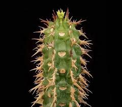 Image result for Usteria guineensis