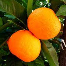 Kumquat tree info how to care for kumquat trees. Orange Tree Planting Pruning Care Diseases Pests And More Answers