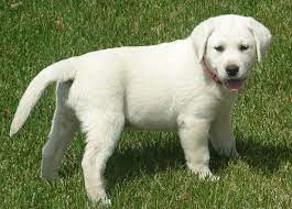 White Lab Breeder Labrador Retriever White Labrador Lab Puppies