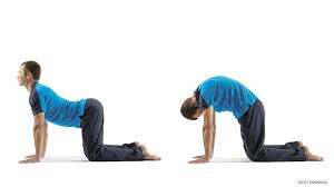 What a bunch of goofballs. Bliss Restorative Yoga The Rejuvenating Cat Cow Pose Lilly Physical Therapy In Edmonds Shoreline Wa Free Screening