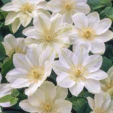 Check spelling or type a new query. White Wall Of Flowers Clematis Spring Hill Nurseries