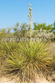 Yucca plants have the appearance of palm trees, so growing them in your backyard or indoors can create a tropical look. Yucca Coahuilensis Coahuila Yucca Buy Seeds At Rarepalmseeds Com
