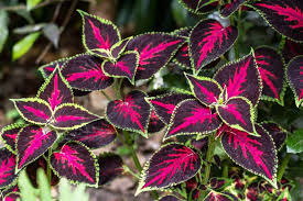 Image result for Coleus defoliatus