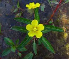 Image result for Peponium vogelii