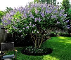 The texas sage, texas ranger plants are in full bloom! Flowering Shrubs Summer Color That Beats The Heat Premier Nursery