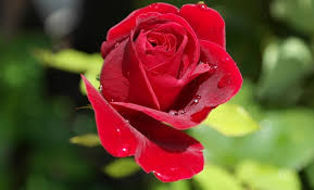Bouquet only one red rose images rose flower. Single Red Rose Meaning And Symbolism