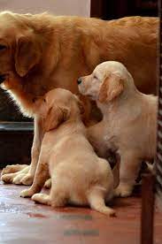 Female golden retriever starting price in delhi. Golden Retriever Puppy For Sale In Chennai