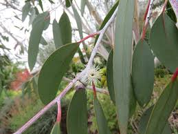 Image result for Eucalyptus