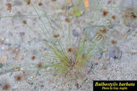 Image result for Bulbostylis barbata
