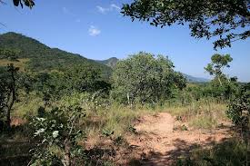 Image result for Monotes glaber