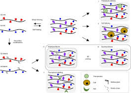 Animal cell culture techniques biology discussion. 3d Cell Culture Protocols And Methods Springer Nature Experiments