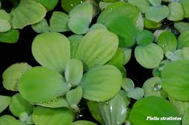 Image result for Pistia