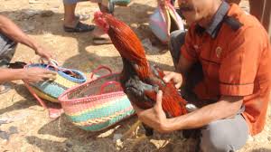 Berburu Ekor Lidi Di Pasar Ayam Ambarawa Youtube