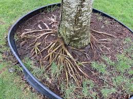 When planting a tree, place the tree in the ground. Planting Depth Give Your Tree The Flare It Needs