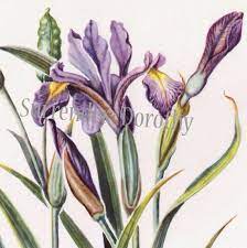 Blue Flag Iris Flower Vintage 1950s Vintage Botanical Etsy Botanical Drawings Blue Flag Iris Iris Flowers