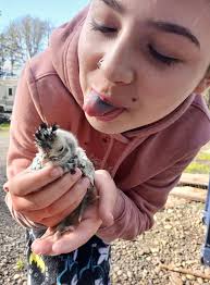 Budget friendly mess free feeder and waterer for backyard chickens