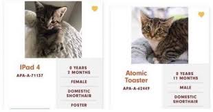 Because austin is a no kill city, there are many shelters where you can find an animal to adopt. Cats At Austin Pets Alive Have The Funniest Names I Can Has Cheezburger