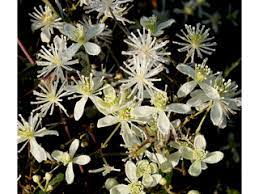 Despite its attractive qualities, sweet autumn clematis has some drawbacks, namely that it's invasive. Clematis Virginiana Devil S Darning Needles Native Plants Of North America