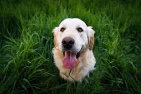 30,000+ cute dog images & pictures. Stone Hollow