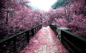 Here you can get the best sakura flower wallpapers for your desktop and mobile devices. Sakura Flower Wallpaper 2560x1600 66669