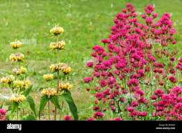 Image result for Centranthus