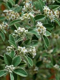 Image result for Cotoneaster pannosus