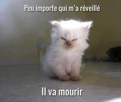 RÃ©sultat de recherche d'images pour "image drole"