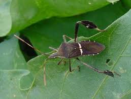 Image result for leaf-footed bug nymphs