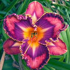 Flower bulbs and perennials planting instructions and tips. Lavender Blue Baby Reblooming Daylily Brecks Premium Bulbs