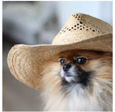 Everyone Has To Bring A Dog In A Hat Don T Own A Dog We Ll Have A Shelter On Site So You Can Borrow One Pomeranian Cute Pomeranian Pomeranian Dog