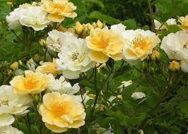 Golden Showers Rose Planted 2 10 2012 Front Garden Bed Yellow Climbing Rose Pictures Of Yellow Roses Yellow Rose Petals