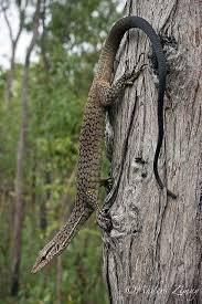 Black And White Lizard Australia Freckled Monitor Lizard Varanus Tristis Northeastern Australia In 2020 Monitor Lizard Lizard Reptiles And Amphibians