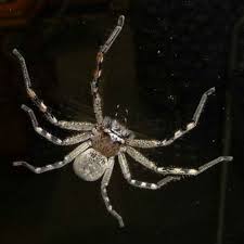 Badge huntsman spider faces off against the spider hunting scorpion, it's a head to tail battles. Badge Huntsman Spider Australian Plants Society