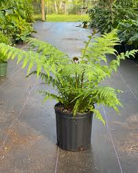 Check spelling or type a new query. Cyathea Cooperi Australian Tree Fern Plantvine