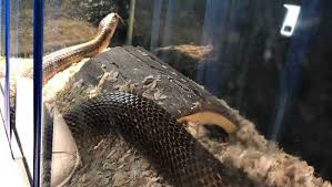 Furthermore, what is the biggest snake in kentucky? Venomous Snake Taken From Shelby County Home