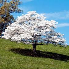 Its small, white flowers attract butterflies and other insects. White Flowering Dogwood Trees For Sale Fastgrowingtrees Com