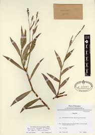 Image result for Persicaria barbata