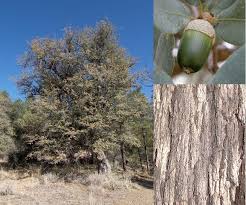 Oak trees bear acorns which are light to dark brown in color with a. Backyard Gardener Our Native Oaks February 19 2020