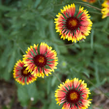 Image result for Gaillardia `Kobold`