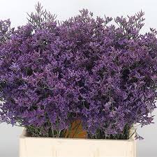 So i finally was able to get some of lisette's flower events done, will be uploading her light green flower event soon, do have to say that this event has. Limonium Piuma Dark Blue 70cm Wholesale Dutch Flowers Florist Supplies Uk