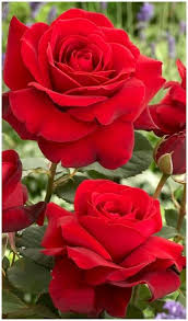 Linda Tuller Beautiful Roses In 2020 Mit Bildern Blumen Rosen Rote Rose Schone Blumen